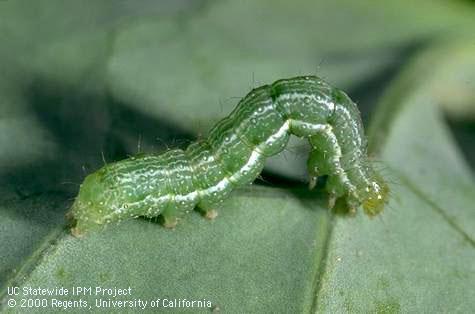 Larva of cabbage looper.