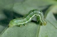 Cabbage looper larva