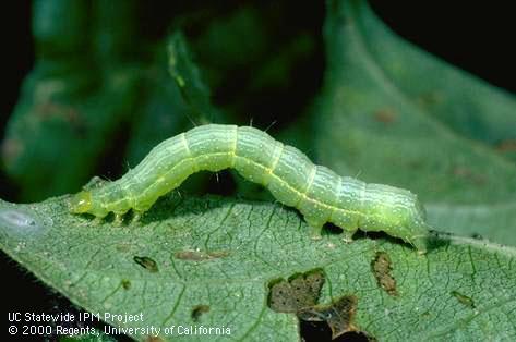 Larva of cabbage looper.