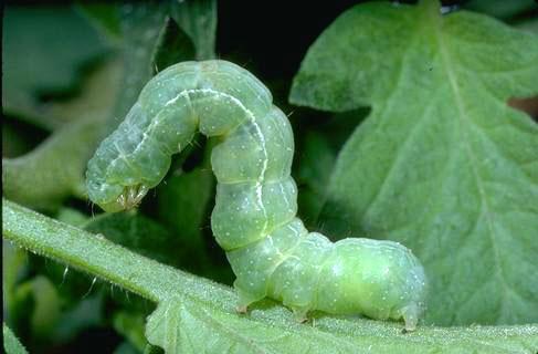 Larva of cabbage looper.