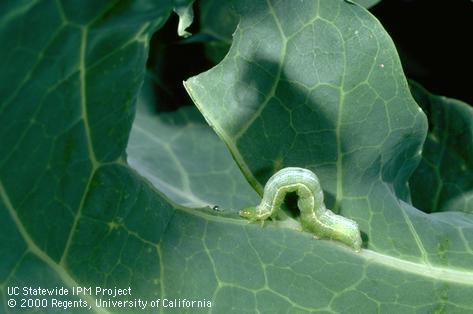 Larva (caterpillar) of cabbage looper, <i>Trichoplusia ni</i>.