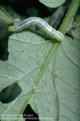 Cabbage looper, <i>Trichoplusia ni</i>, larva and its leaf-chewing damage.