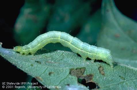 Larva of cabbage looper.