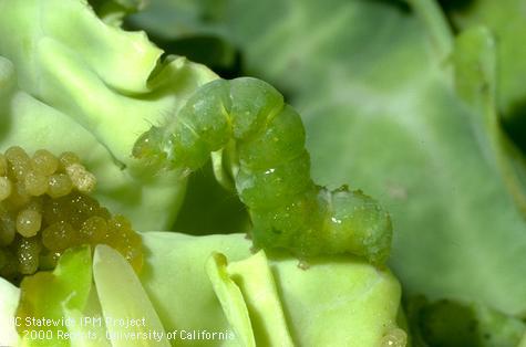 Larva of cabbage looper.