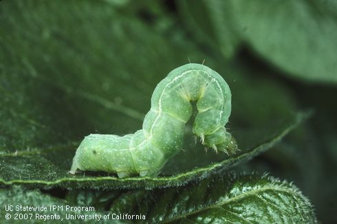 Larva of a cabbage looper, <i>Trichoplusia ni.</i>.