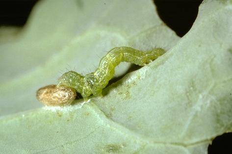 Larva of cabbage looper.