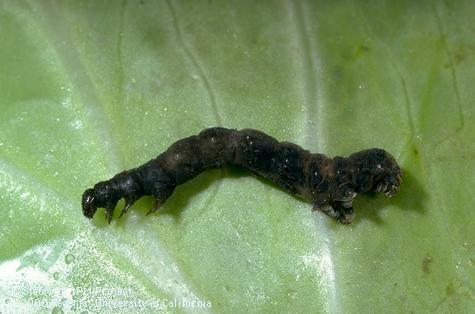 Nuclear polyhedrosis virus in cabbage looper.