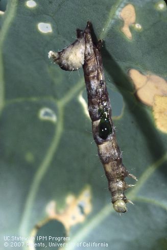 Nuclear polyhedrosis virus in cabbage looper.