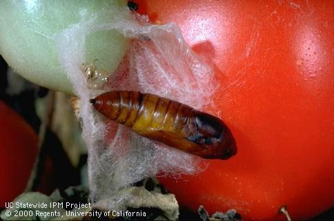 Cabbage looper, <i>Trichoplusia ni</i>, pupa exposed in the thin silken cocoon formed by the last instar.