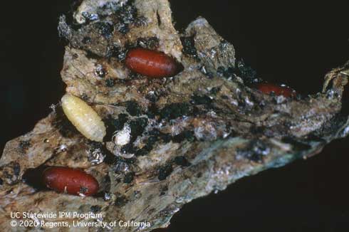 Pale, maggotlike larva and oblong, reddish puparia of <i>Voria ruralis</i>, a tachinid fly, larval parasite (parasitoid) of cabbage looper, <i>Trichoplusia ni</i>. 