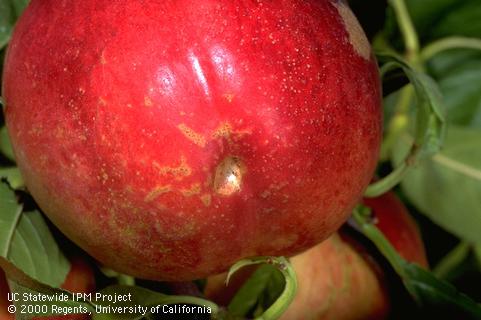 Katydid feeding injury on the surface of a ripe nectarine.