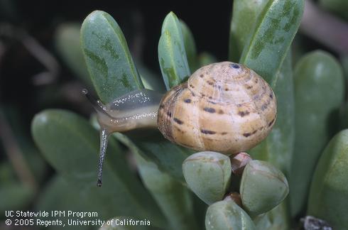 Adult white garden snail, <I>Theba pisana.</I>  .