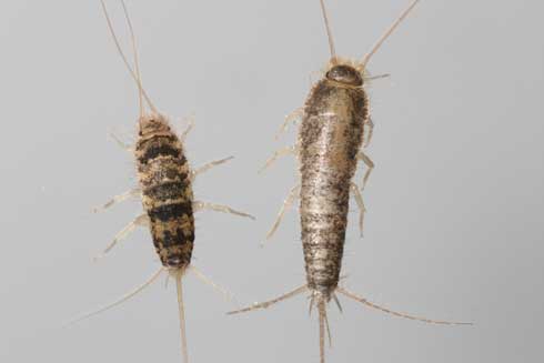 Adult firebrat, <i>Thermobia domestica,</i> (left) and silverfish, <i>Lepisma saccharina.</i>.