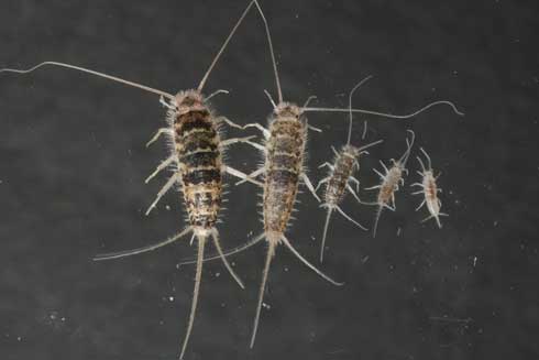 Firebrat adult, <i>Thermobia domestica,</i> (left) and nymphal instars, or development stages.