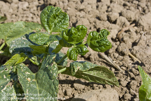 Distorted and cupped leaves of dry bean seedling, damage characteristic of thrips (Thripidae).