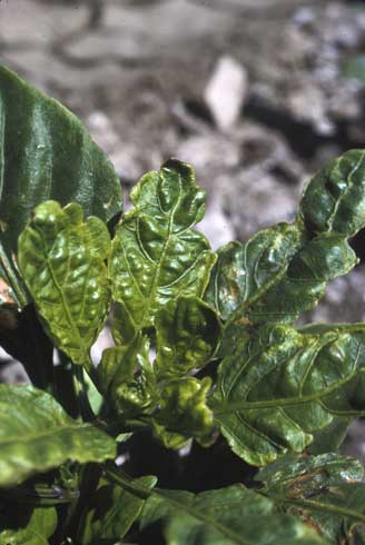 Thrips feeding can cause pepper leaves to curl and crinkle.