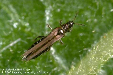 Adult pear thrips.