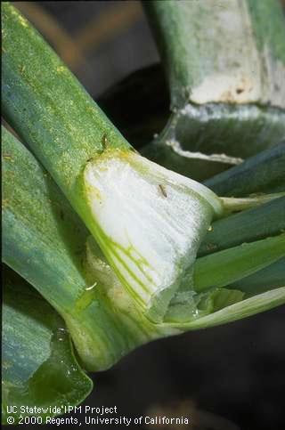 Adult of onion thrips.