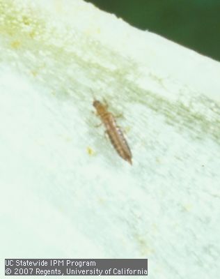 Adult onion thrips, <I>Thrips tabaci.</I>.