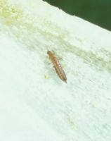 Onion thrips