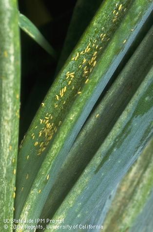 Crop damage by onion thrips.