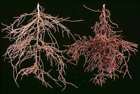 A citrus root system from soil infested with citrus nematodes, <i>Tylenchulus semipenetrans,</i> next to healthy citrus roots from non-infested soil (left). Soil clings to nematode-damaged roots (right), causing roots from infested soil to appear darker or dirty.