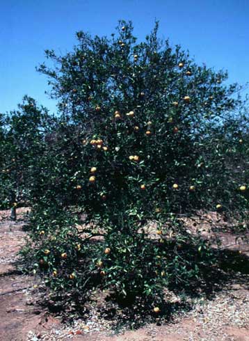 Advanced stage of citrus slow decline caused by the citrus nematode, Tylenchulus semipenetrans, feeding on roots of an orange tree.