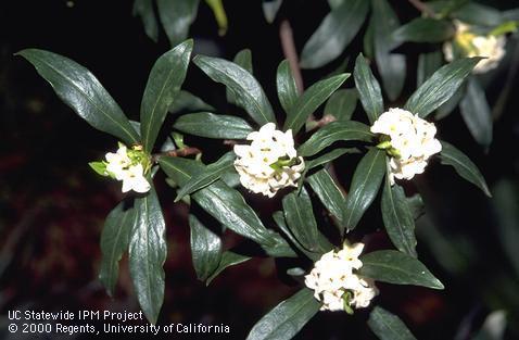 Clusters of winter daphne white blossoms.