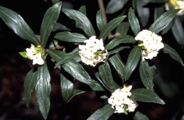 Clusters of blossoms