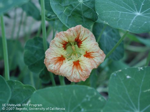 Orange and white flower of nasturtium, <I>Tropaeolum majus</I>.  