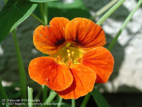 Orange flower of nasturtium, <I>Tropaeolum majus</I>.  