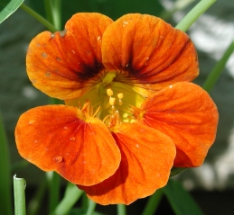 Bright orange blossom