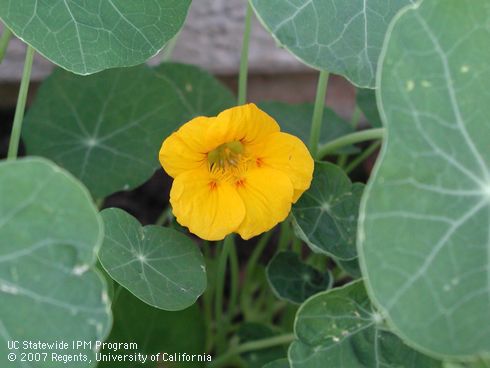 Yellow flower of nasturtium, <I>Tropaeolum majus</I>.  