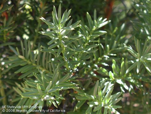 Foliage of Hick's yew, <I>Taxus x media</I> 'Hicksii'.