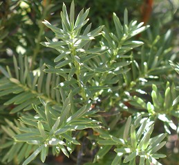 Foliage of yew