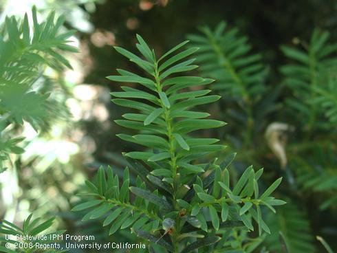 Foliage of Hick's yew, <I>Taxus x media</I> 'Hicksii'.