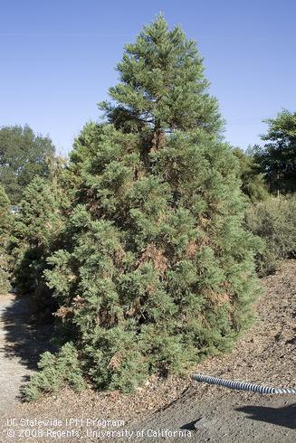 Giant sequoia tree, <I>Sequoiadendron giganteum.</I>.