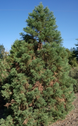 Giant sequoia