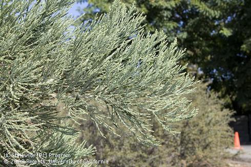 Foliage of Giant sequoia tree, <I>Sequoiadendron giganteum.</I>.