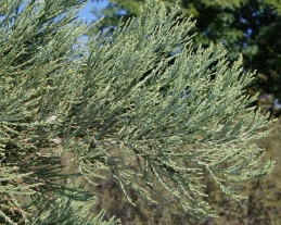 Foliage of Giant sequoia