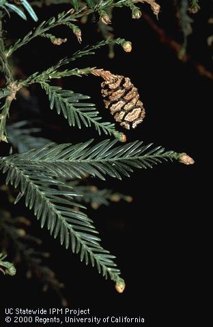 Coast redwood foliage and cone.