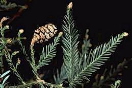 Redwood foliage and cone