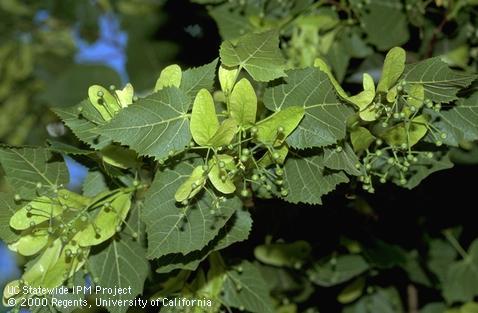 Large-leaved linden foliage, fruit, and seeds.