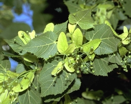 Fruit, foliage, and seeds