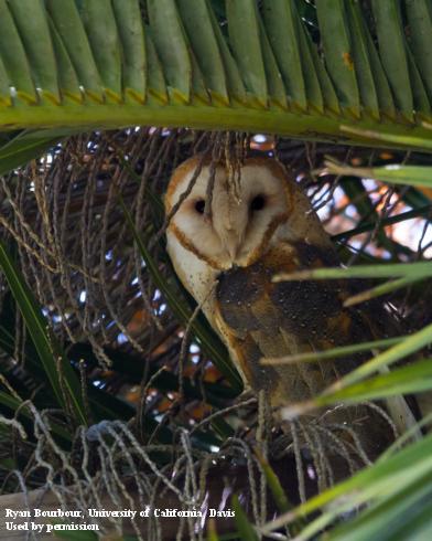 Adult barn owl.