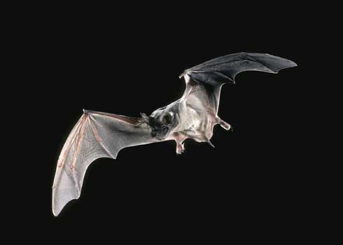 Mexican free-tailed bat, <I>Tadarida brasiliensis,</I> in flight.