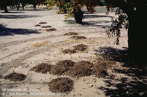 Gopher holes by pocket gopher.