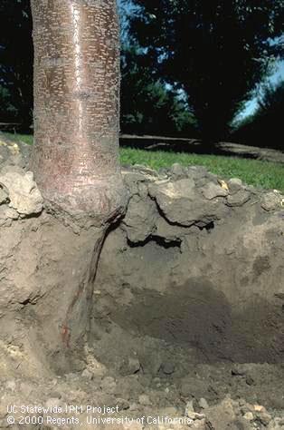 Key characteristic of pocket gopher.