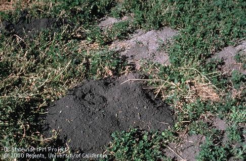 Key characteristic of pocket gopher.