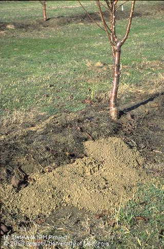 Pocket gopher mounds near base of young cherry tree.